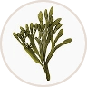 ascophyllum