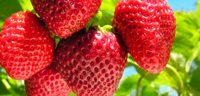La fraise, une alliée pour mincir