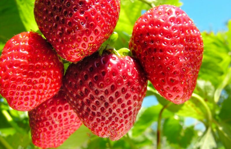 La fraise, une alliée pour mincir