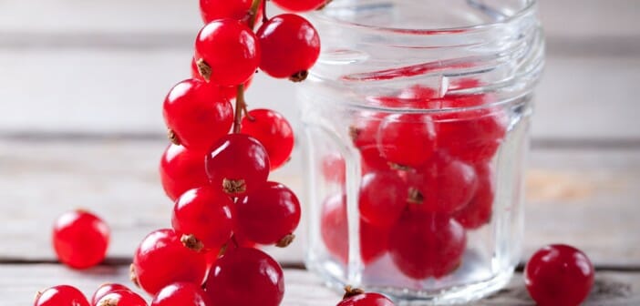 La groseille, un petit fruit bon pour mincir