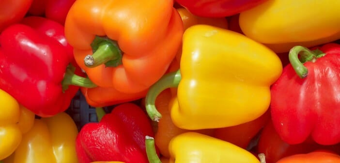 Le poivron ou piment doux pendant un régime minceur