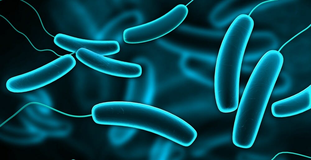 Le rôle de la flore intestinale sur la perte de poids