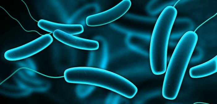Le rôle de la flore intestinale sur la perte de poids