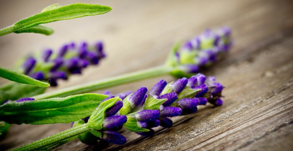 Les caractéristiques minceur de la fleur de lavande