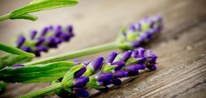 Les caractéristiques minceur de la fleur de lavande