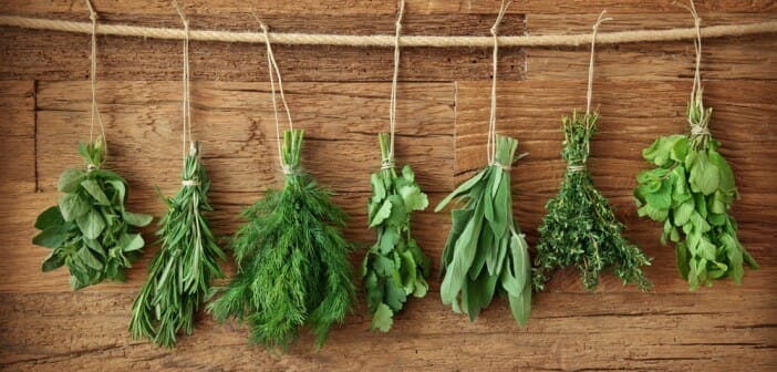 Les herbes dans le cadre d'un régime