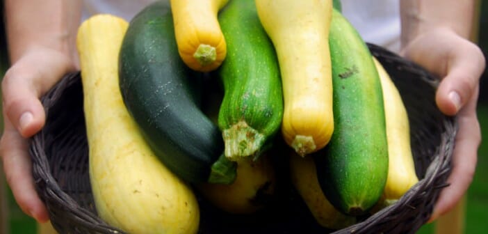 Tout sur la courgette minceur et cuisine