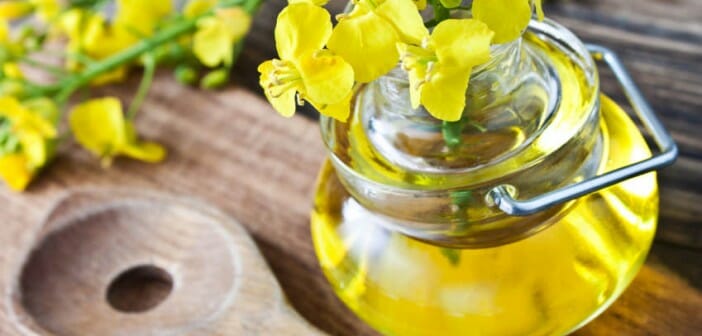 Une huile recommandée pour mincir : l'huile de colza