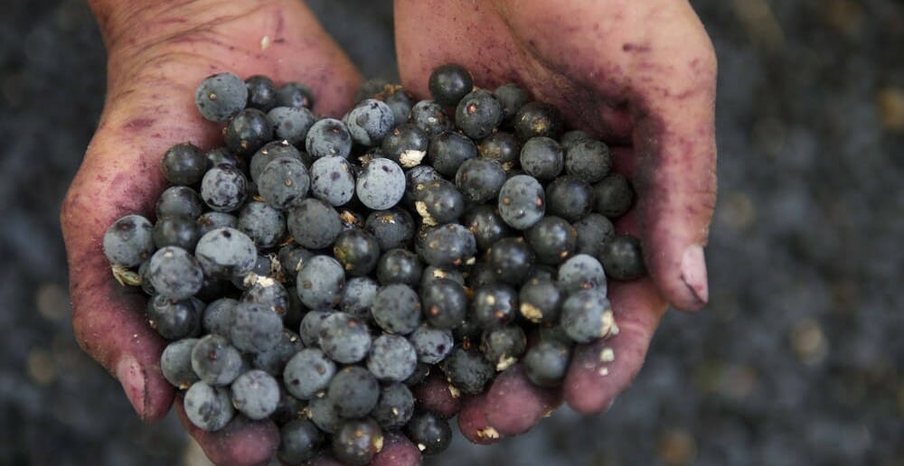 La baie d'acai fait-elle vraiment maigrir ?