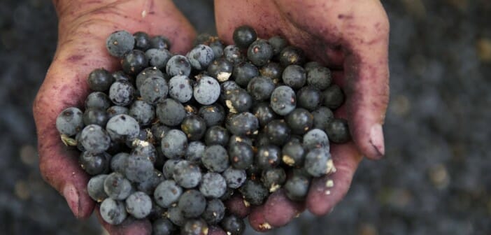 La baie d'acai fait-elle vraiment maigrir ?