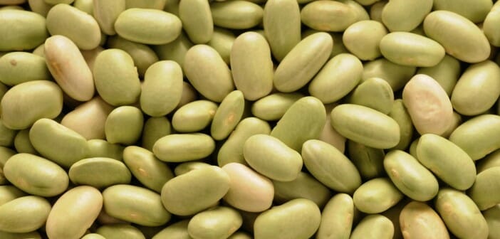 Les flageolets font-ils grossir ?