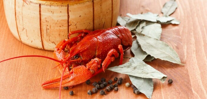 Manger du homard fait-il grossir ?