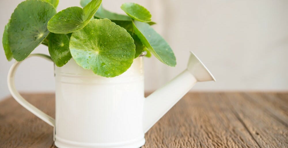 Le gotu kola pour lutter contre la cellulite