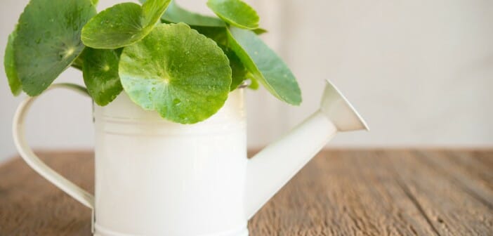 Le gotu kola pour lutter contre la cellulite