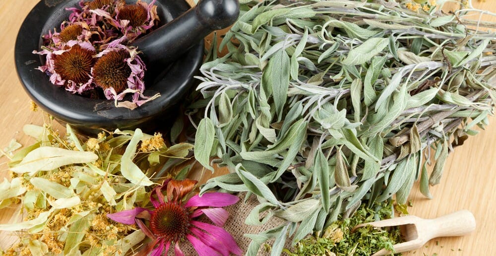 Quelles sont les plantes médicinales pour maigrir ?