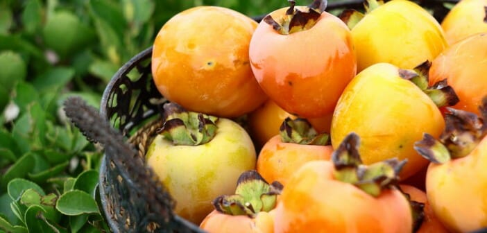 Le kaki fait-il grossir ?
