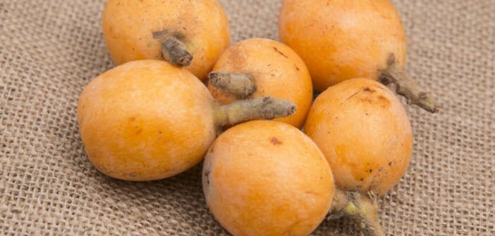 Les nèfles font-elles grossir ?