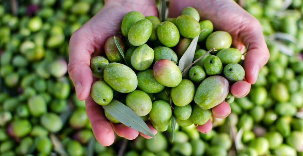 Les olives font-elles grossir ?