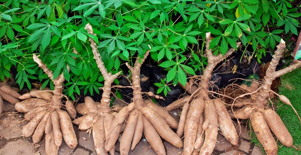 Le manioc est-il calorique ?