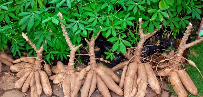 Le manioc est-il calorique ?