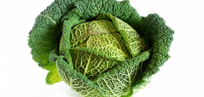 Le roi des légumes : le chou Kale