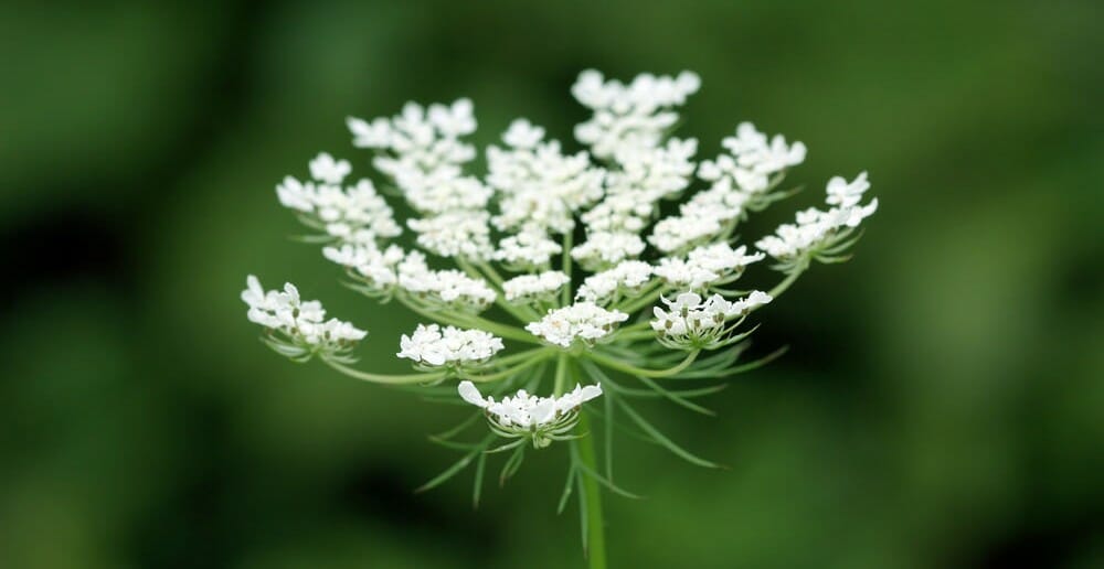 Les meilleures plantes drainantes pour maigrir