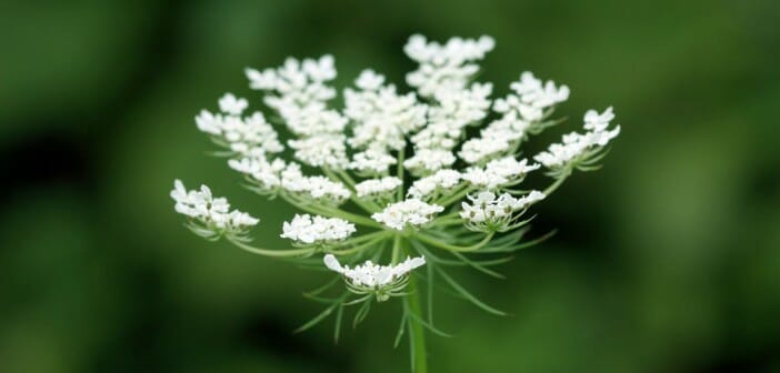 Les meilleures plantes drainantes pour maigrir