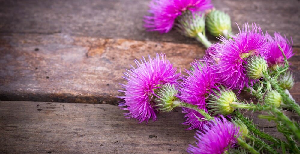 Les plantes amincissantes et amaigrissantes