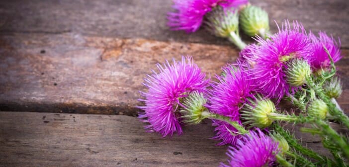 Les plantes amincissantes et amaigrissantes