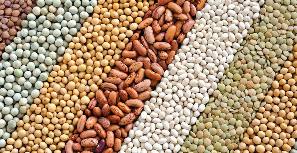 Les légumes secs font-ils grossir ?