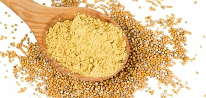 Les bienfaits de la farine de moutarde