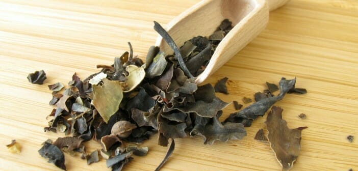 Le fucus fait-il maigrir ?