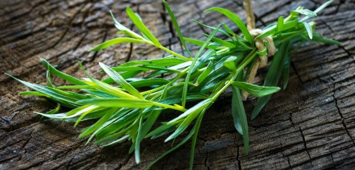 Estragon : un bon allié pour perdre du poids