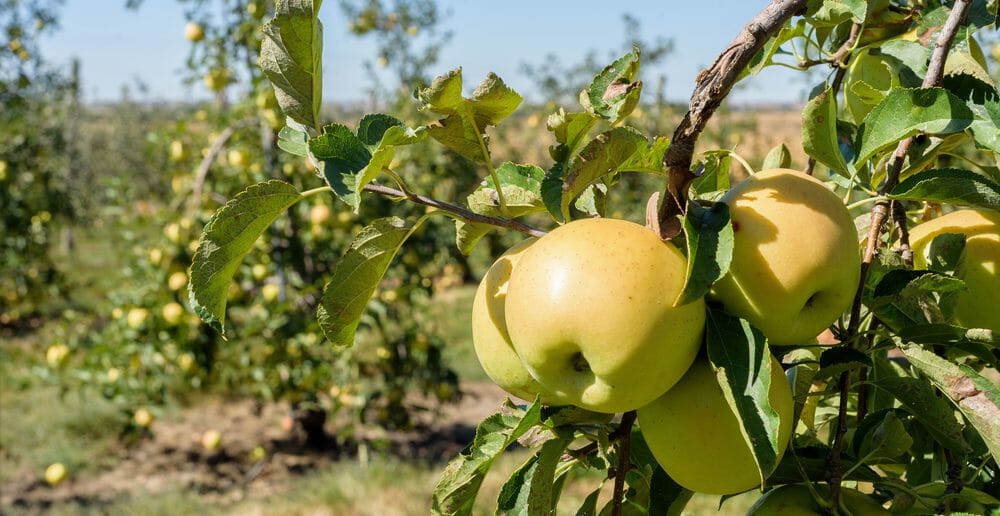 la-pomme-golden-pour-maigrir