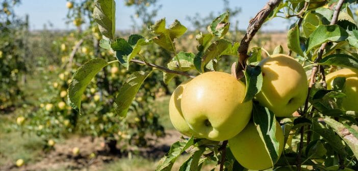 la-pomme-golden-pour-maigrir