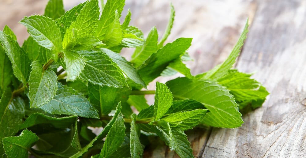 la-verveine-menthe-pour-maigrir