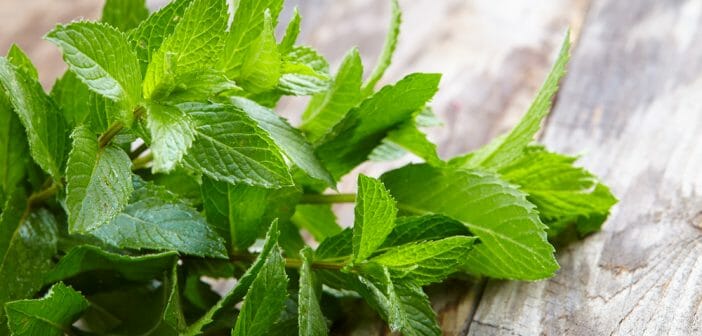 la-verveine-menthe-pour-maigrir