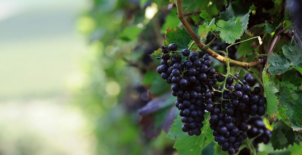 le-raisin-noir-pour-maigrir