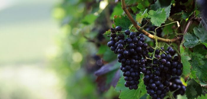 le-raisin-noir-pour-maigrir