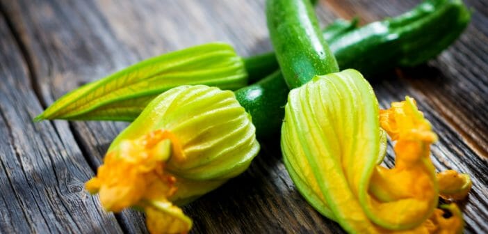 la-fleur-de-courgette-notre-alliee-minceur