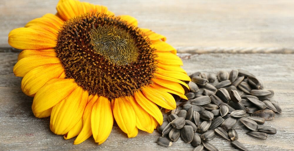 les-graines-de-tournesol-font-elles-maigrir