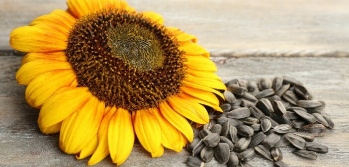 les-graines-de-tournesol-font-elles-maigrir
