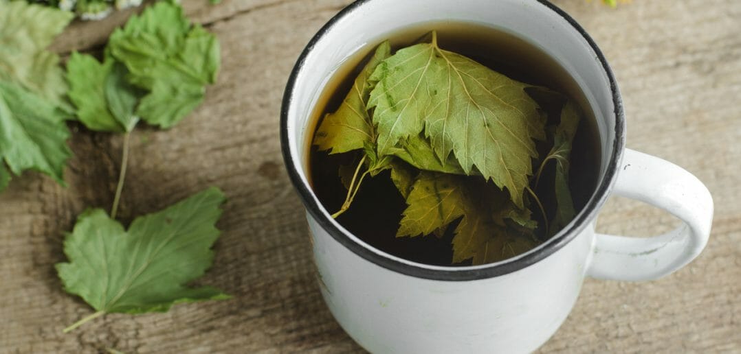 les vertus minceur des feuilles de cassis