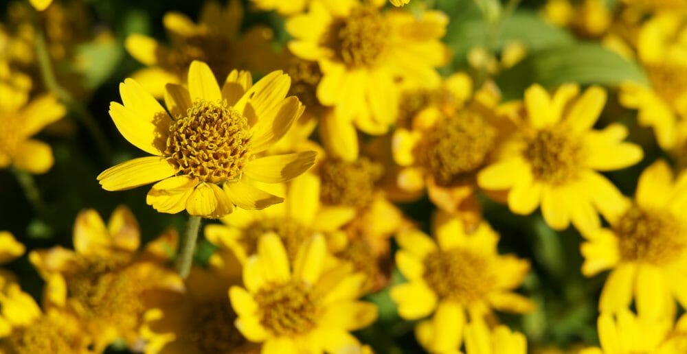L'arnica pour maigrir: réalité ou illusion