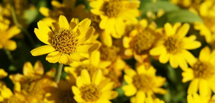 L'arnica pour maigrir: réalité ou illusion