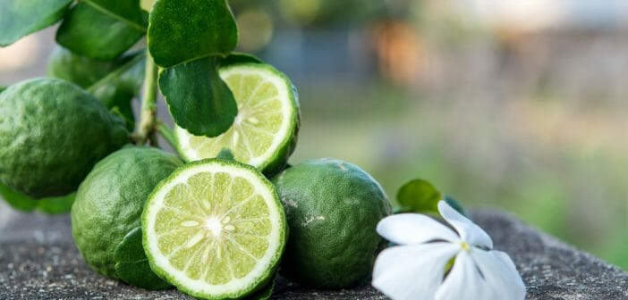 la-bergamote-pour-perdre-du-poids