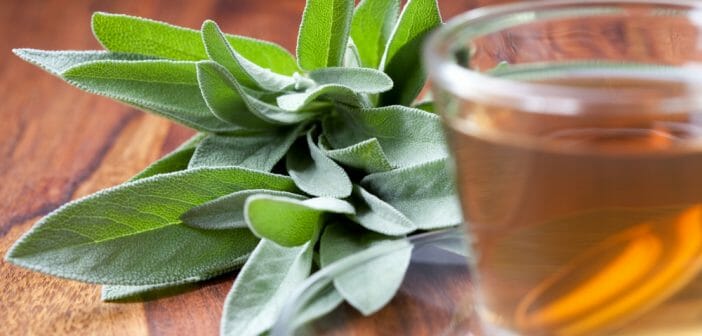 la-tisane-de-sauge-fait-elle-maigrir