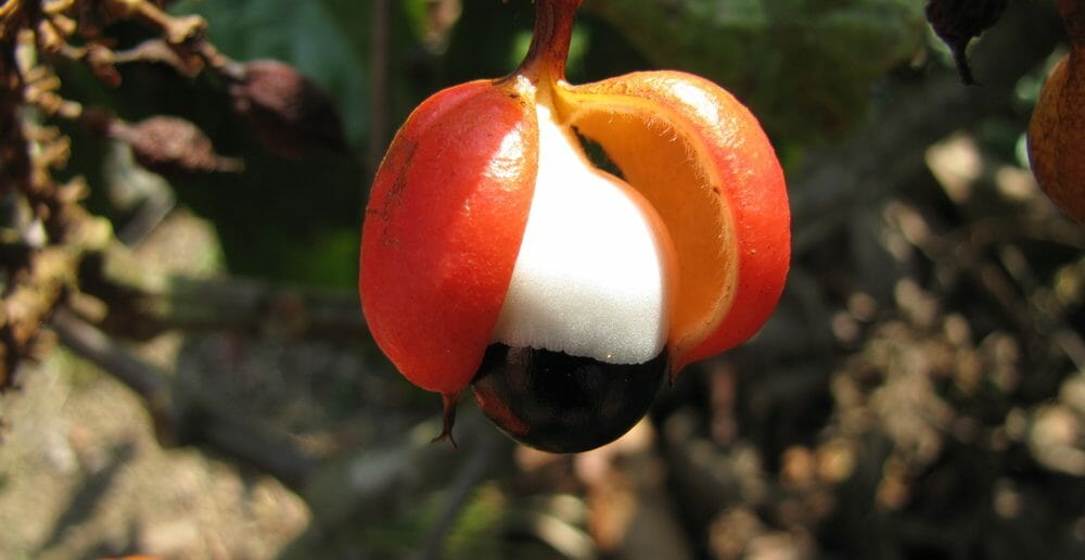 Le guarana, un complément alimentaire qui fait maigrir