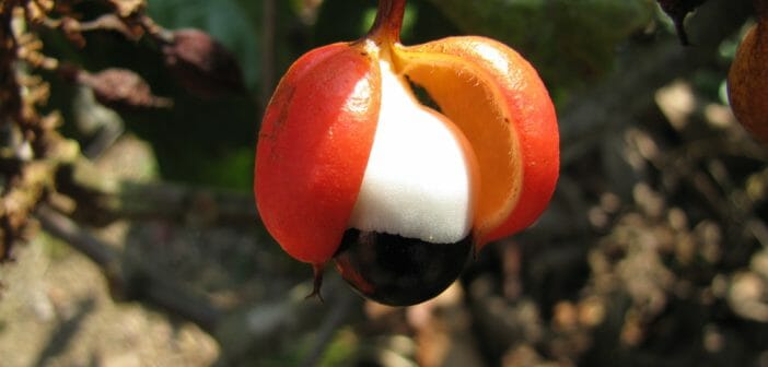 Le guarana, un complément alimentaire qui fait maigrir