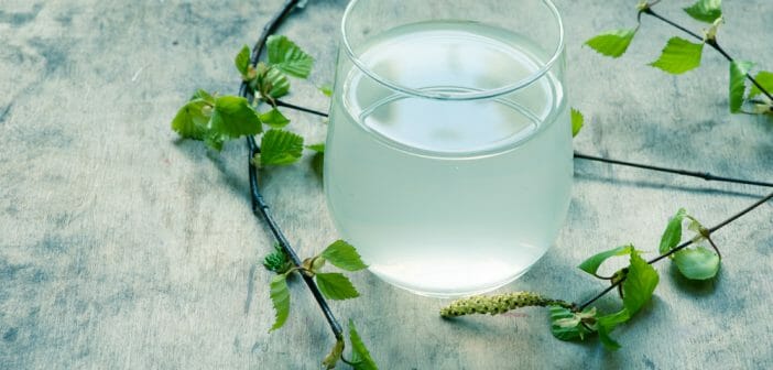 le-sirop-de-bouleau-pour-maigrir